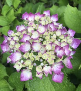 S__5062663_0