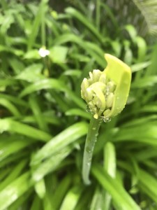 S__5062661_0