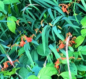 S__8355842_0