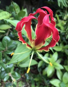 S__8978434_0