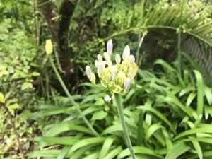 ６月１１ファックからーの